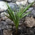 Kép 2/8 - Chamaerops humilis - törpe lószőrpálma