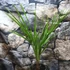 Kép 8/8 - Chamaerops humilis - törpe lószőrpálma