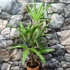 Kép 3/8 - Trachycarpus fortunei - kínai kenderpálma magyar termesztőtől