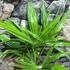 Kép 3/6 - Trachycarpus fortunei - kínai kenderpálma magyar termesztőtől