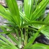 Kép 4/6 - Trachycarpus fortunei - kínai kenderpálma magyar termesztőtől