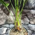 Kép 5/6 - Trachycarpus fortunei - kínai kenderpálma magyar termesztőtől