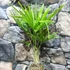 Kép 2/6 - Trachycarpus fortunei - kínai kenderpálma magyar termesztőtől