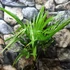 Kép 3/8 - Trachycarpus fortunei  - kínai kenderpálma magyar termesztőtől