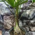 Kép 4/8 - Trachycarpus fortunei  - kínai kenderpálma magyar termesztőtől