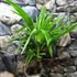 Kép 6/8 - Trachycarpus fortunei  - kínai kenderpálma magyar termesztőtől