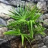 Kép 7/8 - Trachycarpus fortunei  - kínai kenderpálma magyar termesztőtől