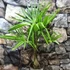 Kép 2/8 - Trachycarpus fortunei  - kínai kenderpálma magyar termesztőtől