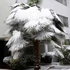 Kép 1/8 - Trachycarpus fortunei  - kínai kenderpálma magyar termesztőtől