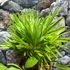 Kép 4/11 - Chamaerops humilis Vulcano-európai törpepálma