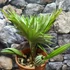 Kép 10/11 - Chamaerops humilis Vulcano-európai törpepálma