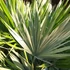 Kép 9/11 - Chamaerops humilis Vulcano-európai törpepálma