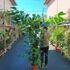 Kép 5/19 - Caryota mitis - halfarok pálma