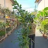 Kép 11/19 - Caryota mitis - halfarok pálma
