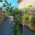 Kép 7/19 - Caryota mitis - halfarok pálma