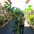Kép 8/19 - Caryota mitis - halfarok pálma