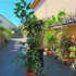 Kép 9/19 - Caryota mitis - halfarok pálma