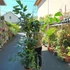 Kép 4/19 - Caryota mitis - halfarok pálma