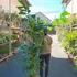 Kép 10/19 - Caryota mitis - halfarok pálma