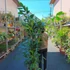 Kép 3/19 - Caryota mitis - halfarok pálma