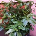 Kép 1/19 - Caryota mitis - halfarok pálma