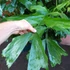 Kép 12/19 - Caryota mitis - halfarok pálma