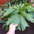Kép 13/19 - Caryota mitis - halfarok pálma