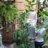 Kép 15/19 - Caryota mitis - halfarok pálma