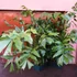 Kép 16/19 - Caryota mitis - halfarok pálma