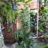 Kép 17/19 - Caryota mitis - halfarok pálma