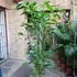 Kép 18/19 - Caryota mitis - halfarok pálma