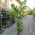 Kép 19/19 - Caryota mitis - halfarok pálma