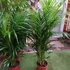 Kép 11/12 - Chrysalidocarpus lutescens - aranypálma