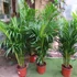 Kép 12/12 - Chrysalidocarpus lutescens - aranypálma