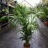 Kép 3/12 - Chrysalidocarpus lutescens - aranypálma
