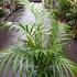 Kép 4/12 - Chrysalidocarpus lutescens - aranypálma