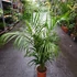 Kép 5/12 - Chrysalidocarpus lutescens - aranypálma