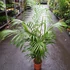 Kép 6/12 - Chrysalidocarpus lutescens - aranypálma