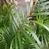 Kép 7/12 - Chrysalidocarpus lutescens - aranypálma