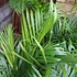 Kép 8/12 - Chrysalidocarpus lutescens - aranypálma
