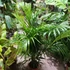 Kép 9/12 - Chrysalidocarpus lutescens - aranypálma