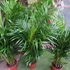 Kép 10/12 - Chrysalidocarpus lutescens - aranypálma