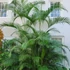 Kép 1/12 - Chrysalidocarpus lutescens - aranypálma