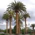 Kép 1/9 - Phoenix canariensis - Kanári datolyapálma