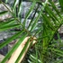 Kép 6/9 - Phoenix canariensis - Kanári datolyapálma