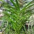Kép 4/9 - Phoenix canariensis - Kanári datolyapálma