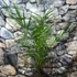 Kép 8/9 - Phoenix canariensis - Kanári datolyapálma