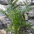 Kép 3/9 - Phoenix canariensis - Kanári datolyapálma