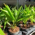 Trachycarpus fortunei - kínai kenderpálma  saját szaporítású