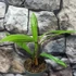 Kép 11/12 - Trachycarpus fortunei - kínai kenderpálma  saját szaporítású